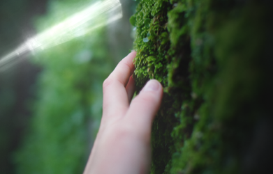 Green Oleo